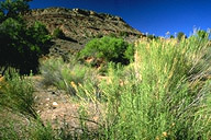 On the way to Kolob Terrace